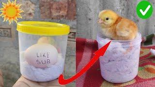 How to hatch eggs at home without incubator  amazing eggs hatching without incubator