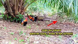 Ayam hutan DATANG BERSAMA ANAK DAN ISTRINYA