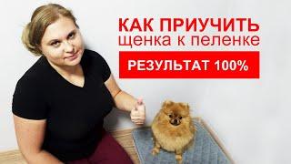 Топ 11 советов  Как приучить щенка к пеленке  100% результат  Подробная инструкция