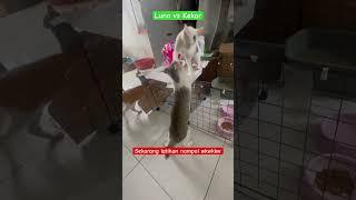 Latihan Tampol menampol ala kucing #shorts #short