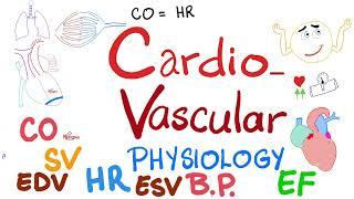 Cardiac Output Stroke Volume End systolic & End diastolic volumes Ejection Fraction