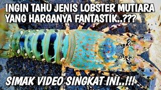 Mancing Lobster Mutiara‼️ Jenis Udang Mahal‼️ Mancing Mania Madura‼️ Shorts‼️