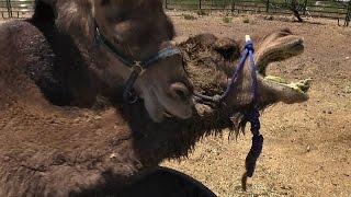 Camel vs. Camel Animal Attack Unedited VLOG