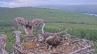 Was that a successful mating attempt by Louis the Loch Arkaig Osprey? 14 Jul 2024 zoom