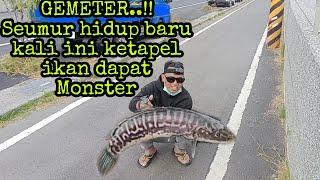 GEMETER.. Seumur hidup baru kali ini ketapel ikan dapat monster Toman Loreng. #SugiBetok