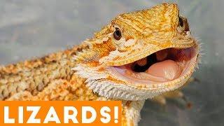 Ultimate Funny Lizard Compilation of 2018  Funny Pet Videos