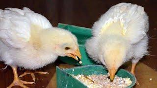 How to Prepare Chicken Food in Your Own Farm 0 -12 weeks mixed + feeders