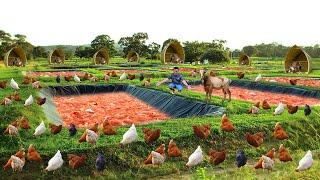 Genius Method for Successful Free-range Chicken Farming I Built the Most Profitable Free-range Farm