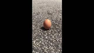 Egg stands during solar eclipse? Social media users investigates