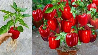 How To Propagate Pepper tree from pepper fruit Using Aloe Verahow to growing pepper tree many fruit