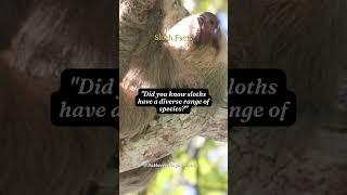 Interesting Facts About Sloth 57 #shorts #sloth #subscribe