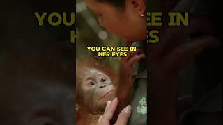Someone is in love  #monkey #zoo #orangutan #babyanimals #cuteanimals