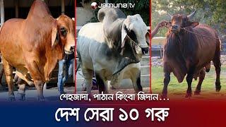 কোরবানির বাজারে সেরা ১০ গরু দাম শুনলে চোখ কপালে উঠবে  EID Poster Cow  Jamuna TV