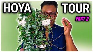 Hoya Plant Tour - Unveiling My Extensive Collection Part 2