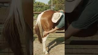 How to Handle a Crazy Kicking Horse