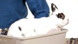 8 Common Myths about Rabbits  Pet Rabbits