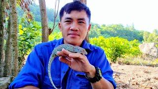 Thuần phục một con tắc kè hoang dã Domesticating a wild gecko