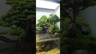 Waterfall bonsai paludarium Project at west Jakarta