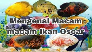 Mengenal Macam Macam Ikan Oscar