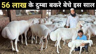 दुम्बा पालन से इनकी चांदी ही चांदी  Turkey Dumba Sheep  Dumba Goat Farm  Fat Tailed Sheep Farming