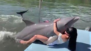 Why The World Should Fear DOLPHIN Not Sharks Part 1  Animal Geographic