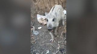 A boar with a sore paw came to the position of the Ukrainian military 