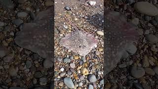 Fishing for Ray fish Thornback Ray