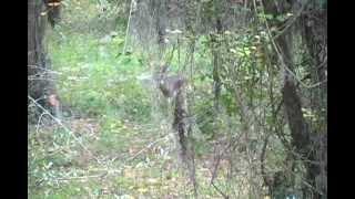 BONF Deer Hunt in North Florida 8 Point Buck