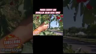 PANEN BUAH LIAR CHERRY DI PINGGIR JALAN RAYA TURKI  PANEN BUAH  BUAH LIAR  #shorts