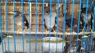 Info Stok dan harga burung terbaru Senin 15 Juli 2024. Malik Jaya Sepatan 1
