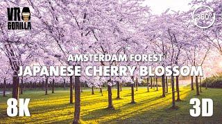 Japanese Cherry Blossom in Amsterdam Forest Garden short - 8K 360 3D