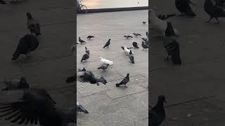 #short the smart boy catch the pigeons #catchpigeons #pigeons #kingofpigeon️️️