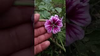 Malva Zebrina - Malva sylvestris zebrina