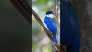 Collared Kingfisher #photography #shorts #wildlife #cambodia #birdwatching #bird #kingfisher