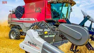 MASSEY FERGUSON 9795 Combine Harvesting Wheat
