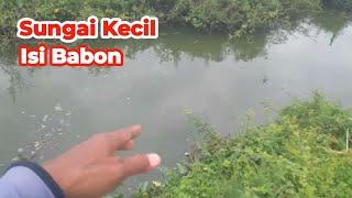 Heran  Sungai Sekecil Ini  Dihuni Ikan Babon Babon