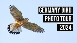 Germany Bird Photography Tour - Goshawks Kestrels & Urban Wildlife Photos & Footage