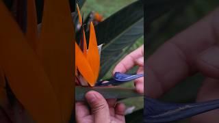Polinizacion manual de la Strelitzia reginae - Ave del Paraíso - Hand pollination