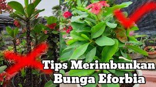 Tips merimbunkan bunga eforbia