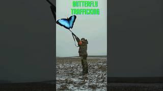 Unveiling the Tragic Reality of Butterfly Poaching  Consequences and Call for Action.  #shorts