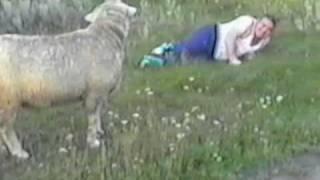 Crazy Sheep Attacks