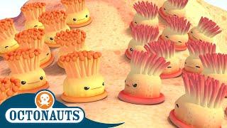 Octonauts - Enemy Anemones and The Speedy Sailfish  Cartoons for Kids  Underwater Sea Education