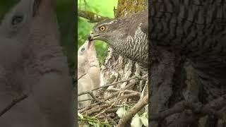 #bird #nature #goshawk #тетеревятник