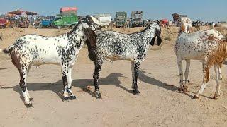 Hasilpur bakra Mandi 2024  New Bakra video 2024 makhi cheeni  Bakra video 2024  Ajmal TV Hasilpur