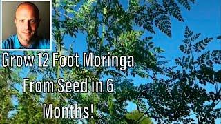 Grow 12 Foot Moringa From Seed in 6 Months In the Desert