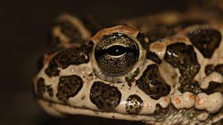 European green toad  Ropucha zelená  Bufo Viridis