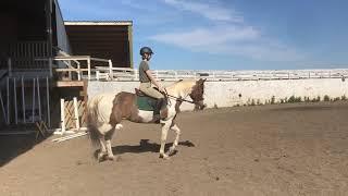 Class 19 Adult Equitation WT Cherry acres online horse show  Katherine Rudisel and McKenzie