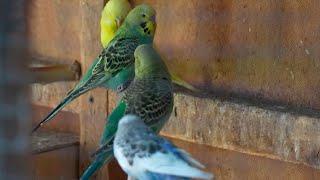 Ферма попугаев в Алматы более сотни экзотических птиц поселились в питомнике