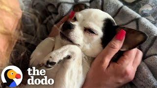 Senior Chihuahua Decides Her Parents Sleeping Patterns  The Dodo