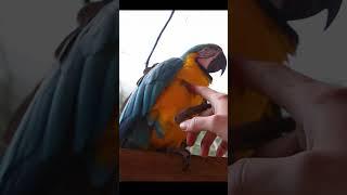 A Beautiful Macaw Birds